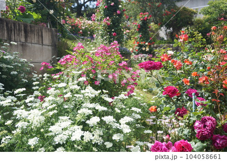 伊勢市　神宮ばら園　薔薇の花1 104058661
