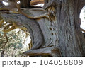 変わった形の木 104058809