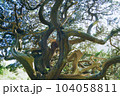 変わった形の木 104058811