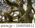 変わった形の木 104058812