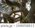 変わった形の木 104058813