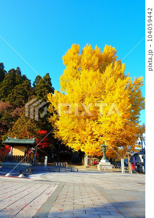 熊野大社　南陽市　紅葉　黄葉 104059442