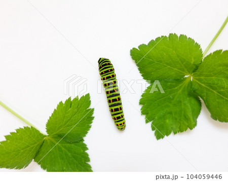 アゲハ蝶　アゲハチョウ　キアゲハ　蝶　チョウ　幼虫 104059446