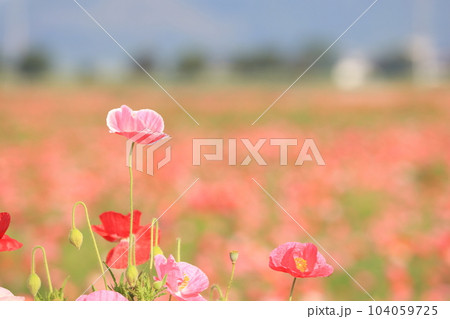 ポピー2335 104059725