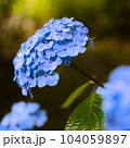 アジサイ・一条恵観山荘・鎌倉 104059897