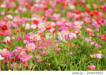 ポピー2074 ポピー2074 104059902