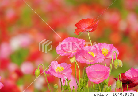 ポピー2089 104059908