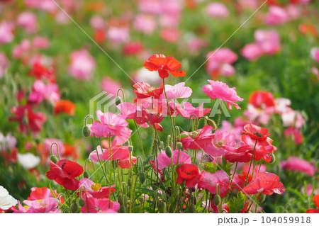 ポピー2144 104059918