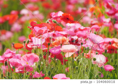 ポピー2231 104060018