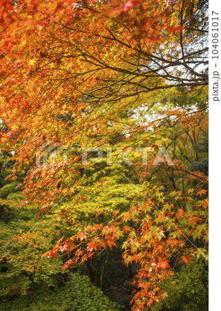 秋の京都 槇尾山西明寺付近の紅葉 秋の京都 槇尾山西明寺付近の紅葉 104061017