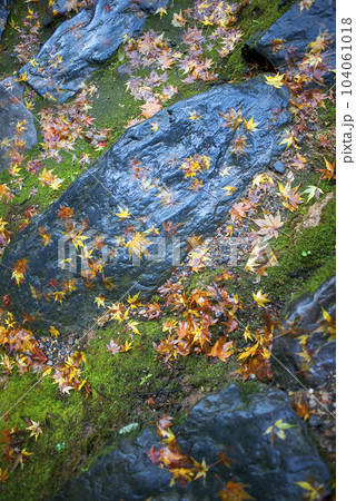 秋の京都 槇尾山西明寺付近の紅葉 秋の京都 槇尾山西明寺付近の紅葉 104061018