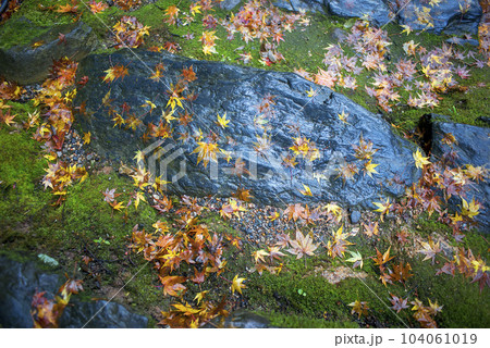 秋の京都 槇尾山西明寺付近の紅葉 秋の京都 槇尾山西明寺付近の紅葉 104061019