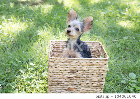 カゴに入ったヨークシャテリアの仔犬 カゴに入ったヨークシャテリアの仔犬 104061040