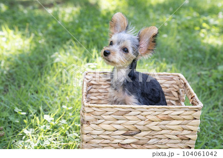 カゴに入ったヨークシャテリアの仔犬 カゴに入ったヨークシャテリアの仔犬 104061042