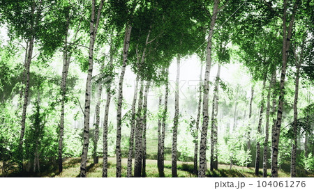 Summery birch grove during a foggy sunrise 104061276