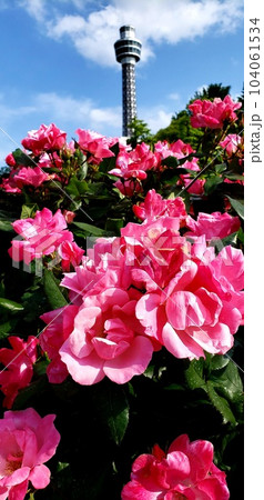 横濱の山下公園で咲く赤い薔薇と青空【5月】 横濱の山下公園で咲く赤い薔薇と青空【5月】 104061534