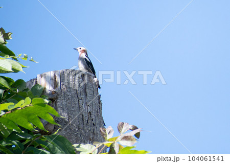 コムクドリ_小鳥_鳥_野鳥 コムクドリ_小鳥_鳥_野鳥 104061541