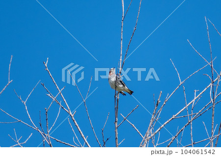 コムクドリ_小鳥_鳥_野鳥 コムクドリ_小鳥_鳥_野鳥 104061542