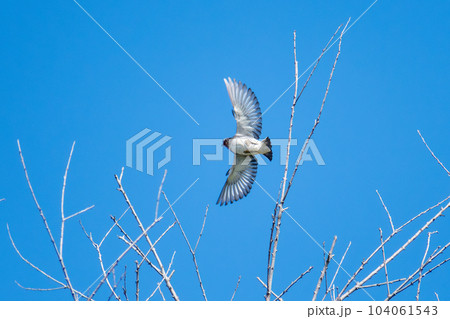 コムクドリ_小鳥_鳥_野鳥 コムクドリ_小鳥_鳥_野鳥 104061543