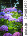 梅雨の紫陽花 104061629