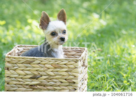 カゴに入ったヨークシャテリアのぽん太 104061716