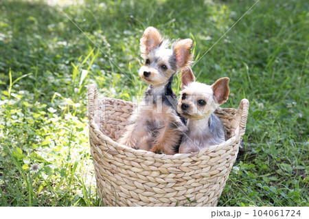 カゴに入ったヨークシャテリアの珠夜とぽん太 104061724