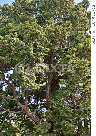 川口散歩：樹木　チャボヒバ　ヒノキ科　川口市西立野 104061752