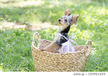 カゴに入ったヨークシャテリアの珠夜 カゴに入ったヨークシャテリアの珠夜 104061849