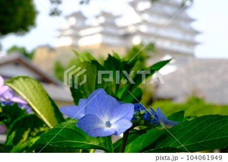 姫路城　千姫ぼたん園に咲く紫陽花の花　 104061949