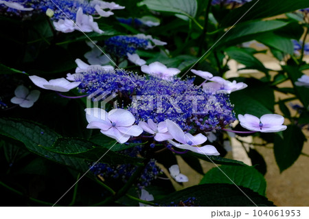 姫路城 千姫ぼたん園に咲く紫陽花の花 姫路城 千姫ぼたん園に咲く紫陽花の花 104061953