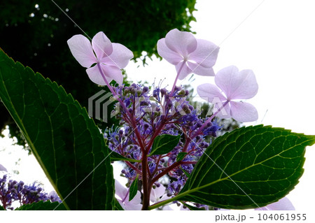 姫路城　千姫ぼたん園に咲く紫陽花の花　 104061955