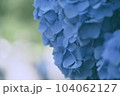 紫陽花 104062127