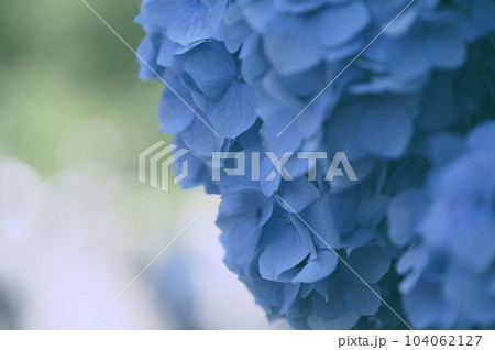 紫陽花 紫陽花 104062127