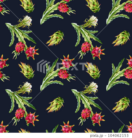 Dark watercolor pitaya cactus branches with red dragon fruits and flowers seamless pattern on blue background. Realistic botanical drawing of exotic growing tropical plants 104062153