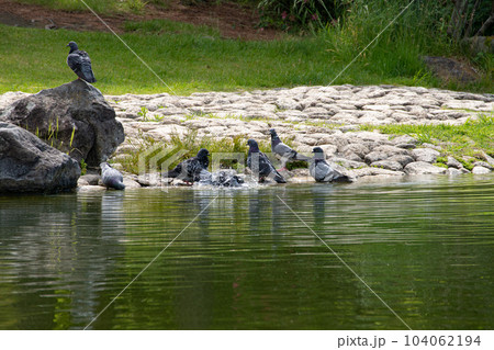 水浴びをするハト 水浴びをするハト 104062194