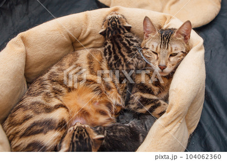 Bengal cat with her little kittens laying on the pillow 104062360