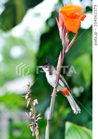 Red whiskered Bulbul, Red whiskered BulbulI or Pycnonotus jocosus or bird and Indian shot, India short plant or India shoot or Butsarana or Cannas or Canna lily or Canna indica L or CANNACEAE plant or Red whiskered Bulbul, Red whiskered BulbulI or Pycnonotus jocosus or bird and Indian shot, India short plant or India shoot or Butsarana or Cannas or Canna lily or Canna indica L or CANNACEAE plant or 104062379