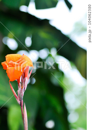 Indian shot, India short plant or India shoot or Butsarana or Cannas or Canna lily or Canna indica L or CANNACEAE plant or orange flower 104062380