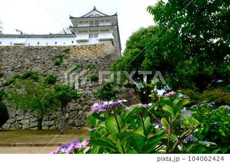 姫路城　千姫ぼたん園に咲く紫陽花の花 104062424