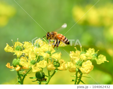 みつばち みつばち 104062432