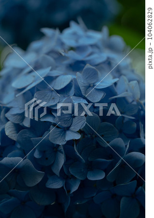 ブルーな紫陽花 104062829