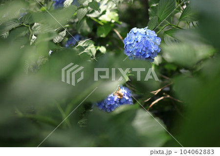 公園に咲く梅雨の晴れ間の紫陽花あじさい 公園に咲く梅雨の晴れ間の紫陽花あじさい 104062883