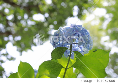公園に咲く梅雨の晴れ間の紫陽花あじさい 公園に咲く梅雨の晴れ間の紫陽花あじさい 104062886