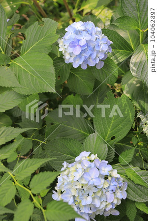 公園に咲く梅雨の晴れ間の紫陽花あじさい 公園に咲く梅雨の晴れ間の紫陽花あじさい 104062897