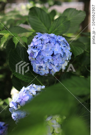 公園に咲く梅雨の晴れ間の紫陽花あじさい 104062907