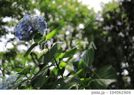 公園に咲く梅雨の晴れ間の紫陽花あじさい 104062909