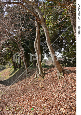 川口散歩：赤山陣屋西堀跡　川口市赤山 104062952