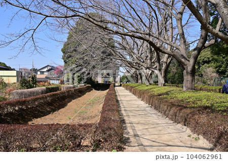 川口散歩：赤山城南西堀跡　川口市赤山 104062961