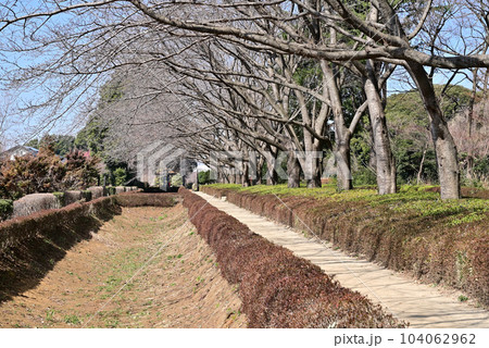川口散歩：赤山城南西堀跡　川口市赤山 104062962