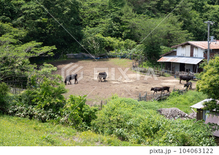 日本の岡山県新見市の花見山のとても美しい風景 日本の岡山県新見市の花見山のとても美しい風景 104063122